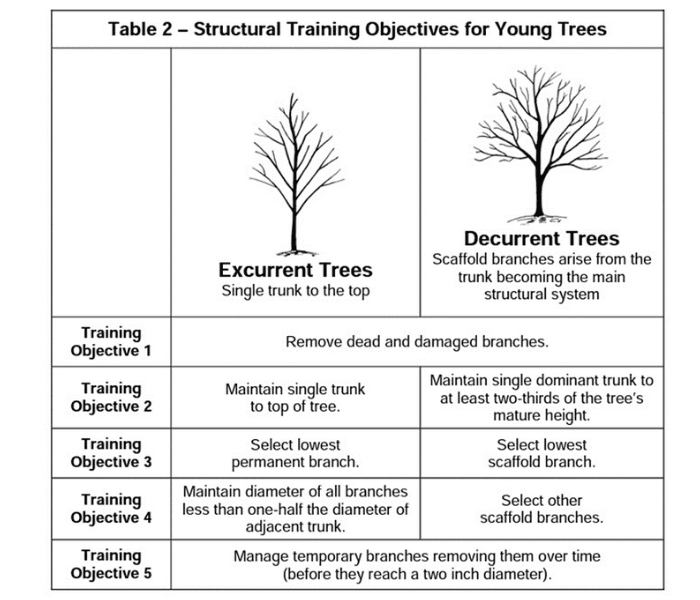 Tree Pruning Image