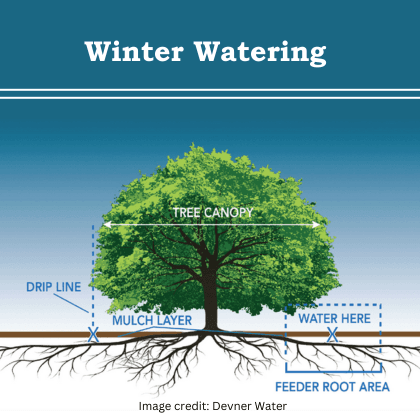Winter Watering