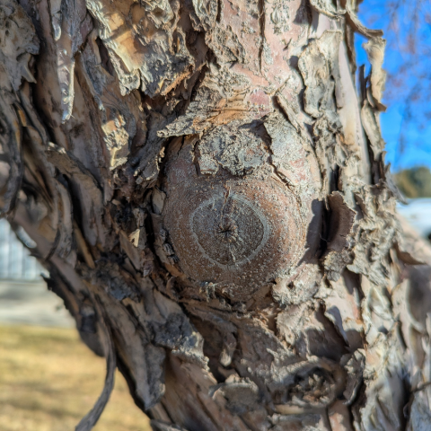 A picture showing a fully sealed wound on a branch from correct pruning.