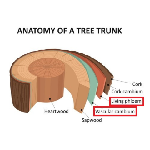 A diagram showing the different layers of a tree trunk.