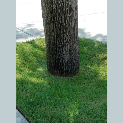 A picture shwoing a tree planted too deep, with no widening visible at the base. 