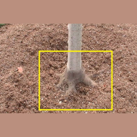 A picture showing the base of a tree that widens out into the soil, visible root flare.