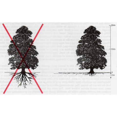 A artistic depiction of anatomically incorrect roots and anatomically correct roots.