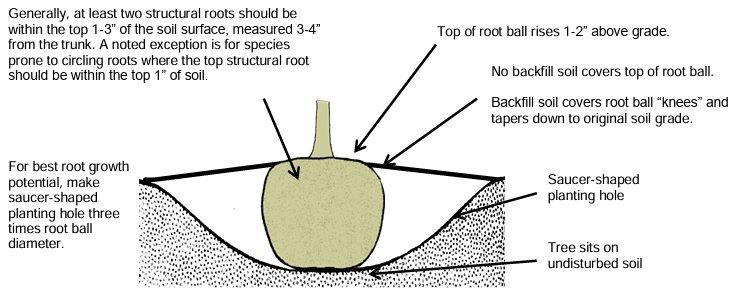 Tree Plantng Diagram