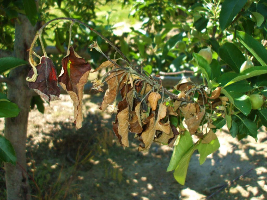 Dead leaves on a branch from disease.