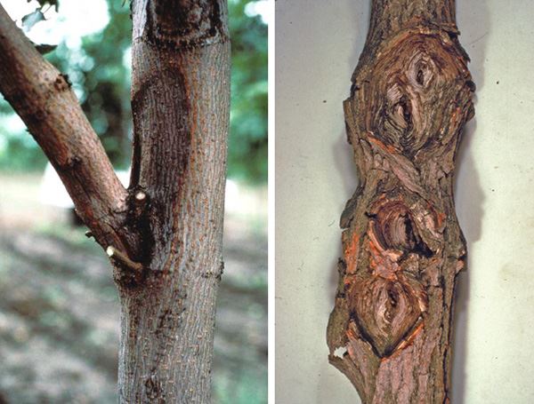 Two different types of tree cankers, one sunken discolored spot on branch, other is a knotted raised