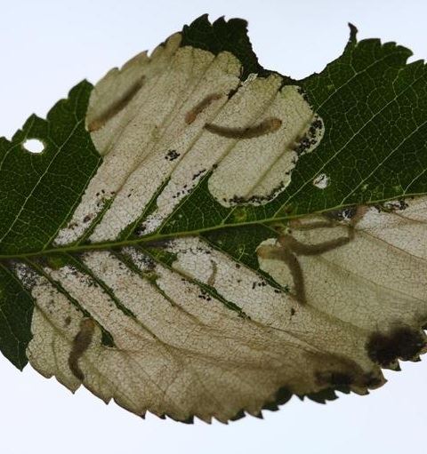 Leaf miner damage on leaf with visible leaf miner larva inside leaf.