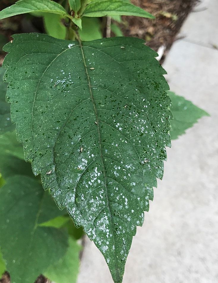 Leaf covered in shiny spots indicating insect frass from aphids or scale.