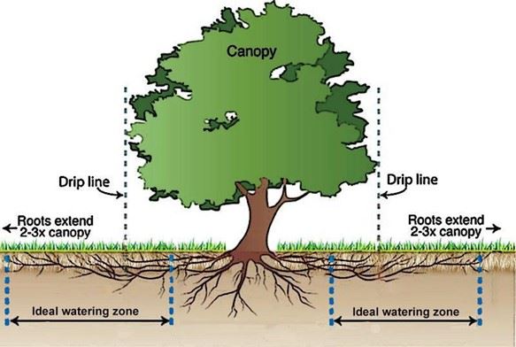 Tree roots diagram showing a trees drip line and the fine feeder roots of a tree root system. 