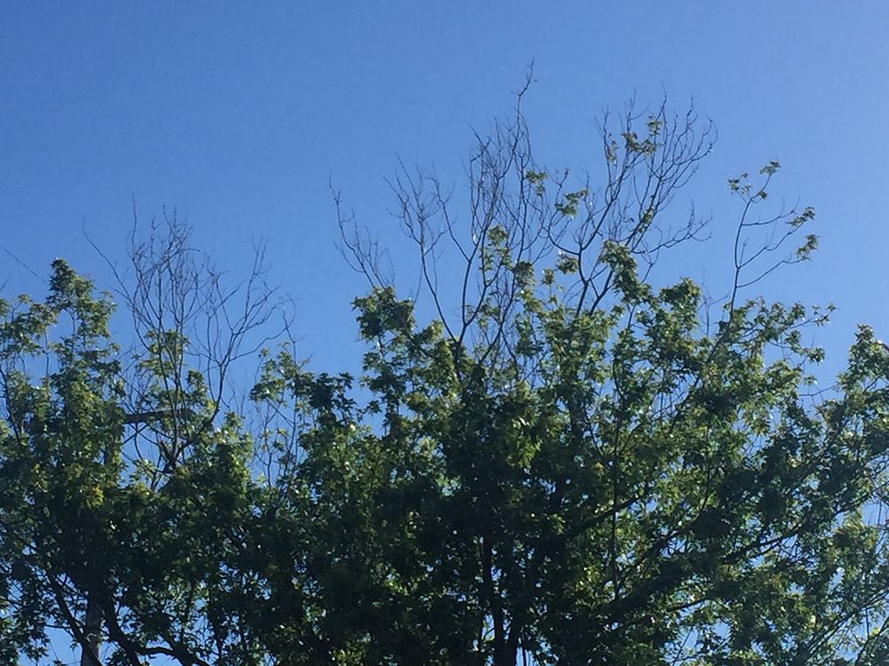 Looking at the top of a tree where leaves end, and dead branch tips are left. 