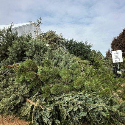 Christmas tree recycling