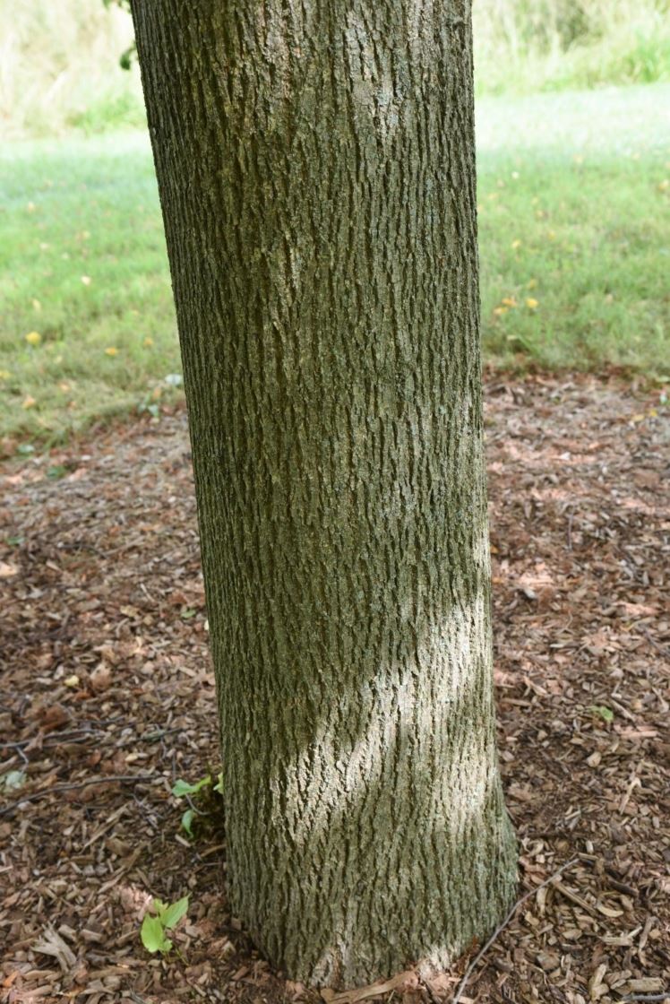 Textured bark of a mature tree. 