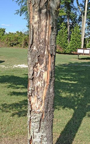 Recent sunscald damage on a tree where bark is still attached.